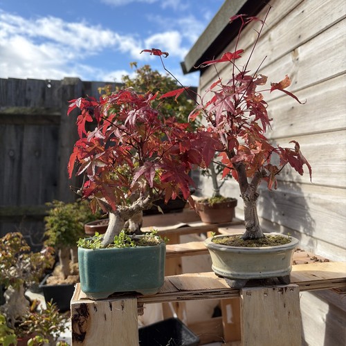 Deshojo maple shohin - maple,