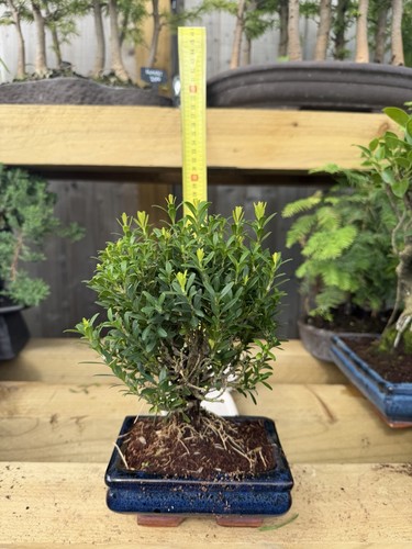 Boxwood bonsai tree buxus - boxwood,