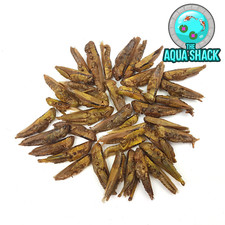 Natural Dried Grasshoppers - Bearded Dragon Terrapin Frogs Reptile Lizard Gecko