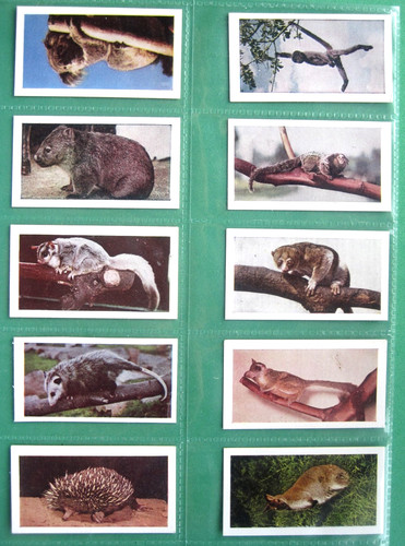 Wild animals horniman s tea - wild, horniman's