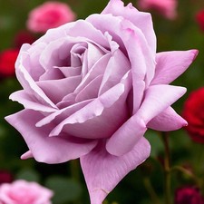 Waltztime Rostock Rose - Scented Purple Hybrid Tea Rose Bush in 3 Litre Pot