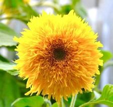 30 Giant Fluffy Teddy Bear Sunflower Seeds