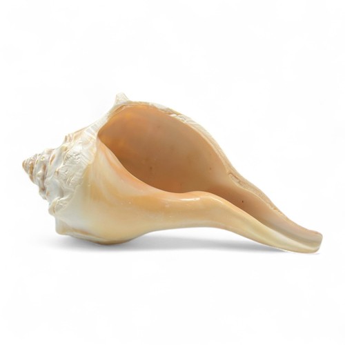 Large conch sea shells for - large,