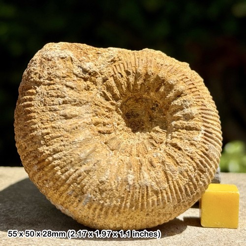 Stephanoceras fossil ammonite - stephanoceras,