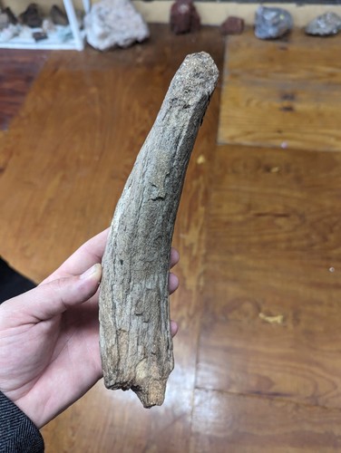 Large bison horn - large, core