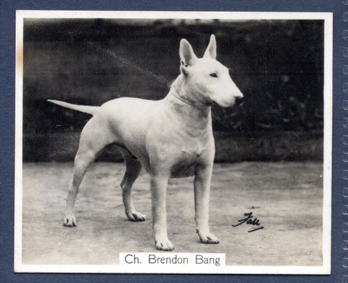 Bull terrier original - -,