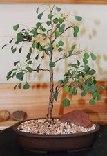 Euphorbia misera, cliff spurge