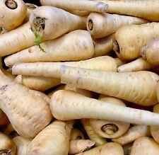 Parsnip Gladiator F1 400x seeds - Vegetable