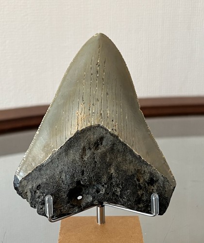 Tooth from carcharodon - tooth,