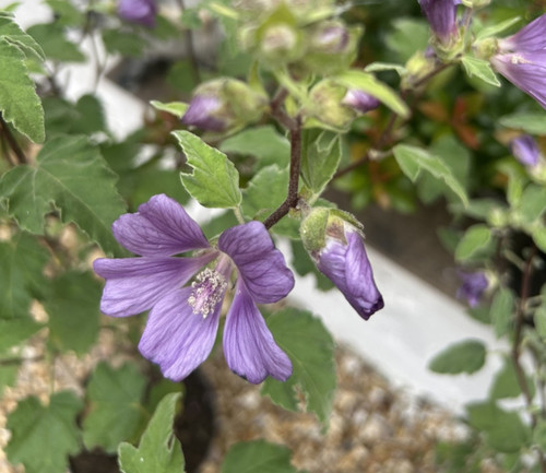 Large malva falcata lavatera - falcata,