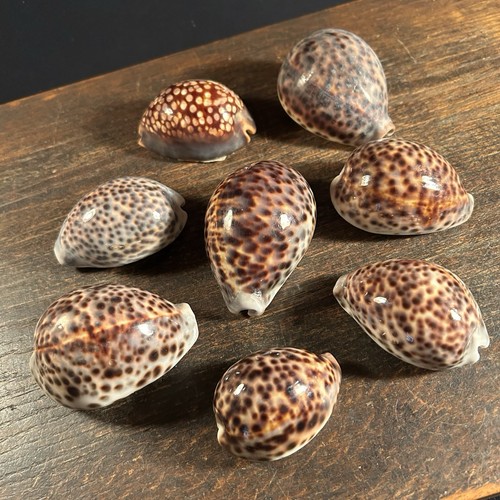 Vintage cowrie shell lot - lot, (8)