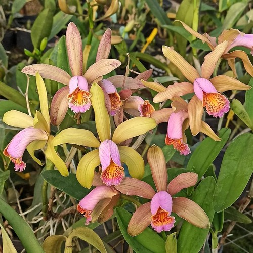 Cattleya forbesii species