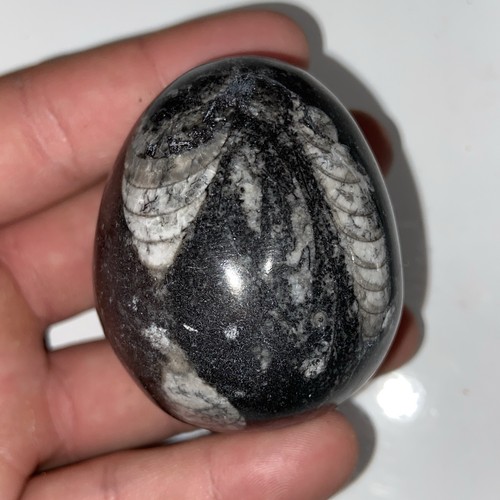 Polished orthoceras fossil egg - polished,