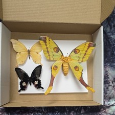 Box1 Mix grade insect