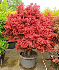 Acer Palmatum Shaina Japanese