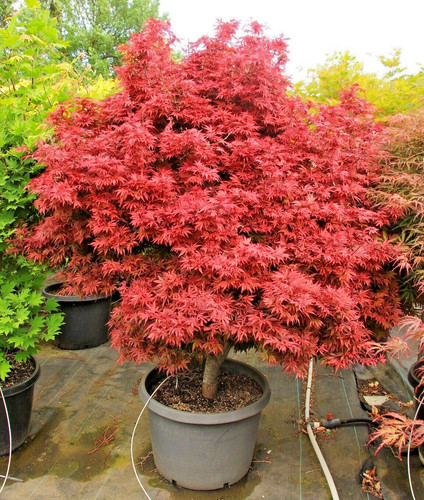 Acer palmatum shaina - palmatum, japanese