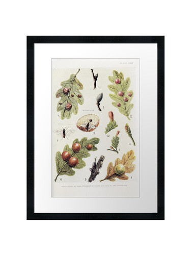 Botanical framed wall - botanical,