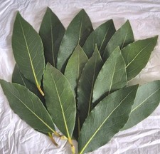 Bay Leaves Organic Freshly Picked Fresh & Dried Options Always Add Extra leaves