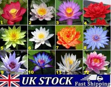 Lotus Flower Seeds Nelumbo nucifera Aquatic Water Lily Sacred Plant Pond Seeds