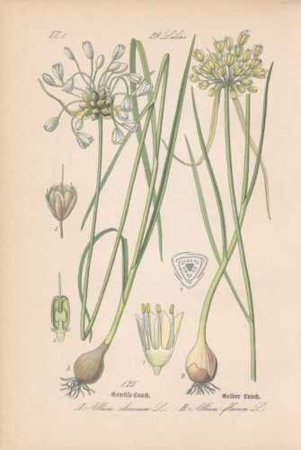 Allium oleraceum kohl - oleraceum, kohl-leek