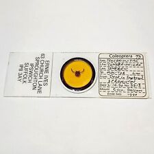 Tenebrio molitor - Vintage