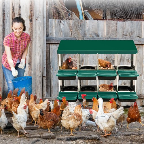 Compartment chicken nesting - compartment,