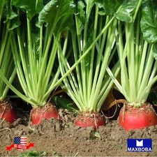 **Beet Fresh Seeds - Red