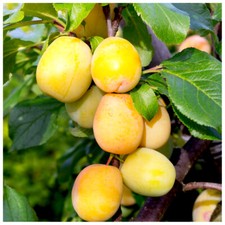 Golden Gage 'Oullins' Plum