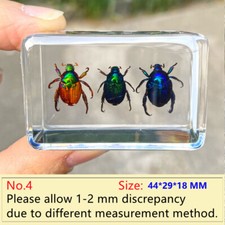 1x Insect in Resin Specimen