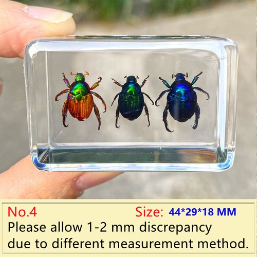 Insect resin specimen - insect,