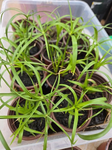 Umbrella palm pond plant - pond,