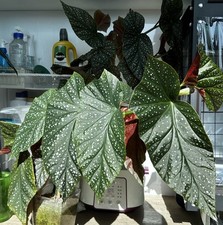 Begonia ‘Lucerna’ **FRESH