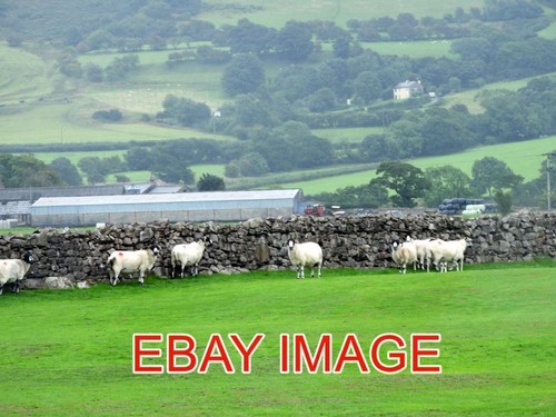 Photo cumbrian coast sheep - photo,