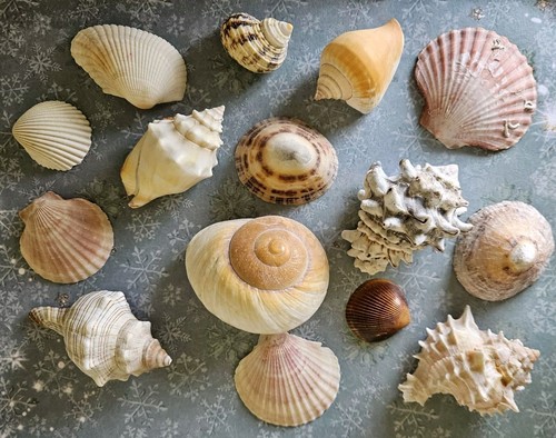 Decorative sea shells - 15,