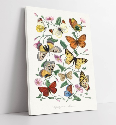 Paul gervais butterlies and - gervais,,