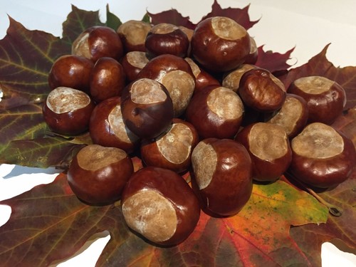 Conkers horse chestnut oak - conkers,,