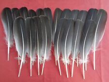 30 Grey Goose Wing Quill Feathers 8" / 20cm - Thin Dip Pens, Floats