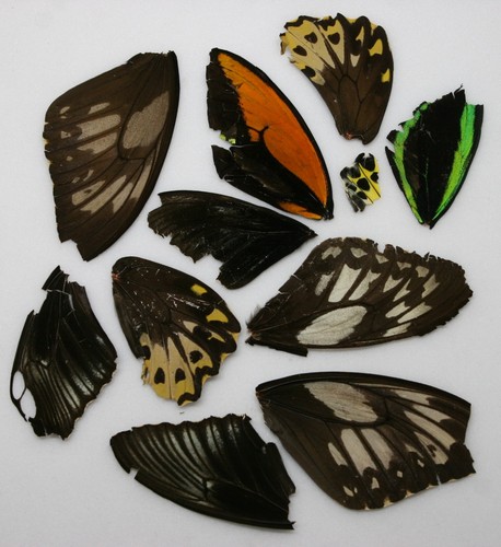 Real birdwing butterfly - birdwing, wings