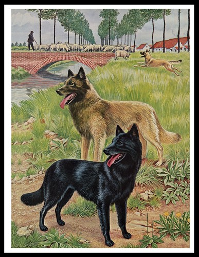 Belgian shepherd dogs - shepherd,