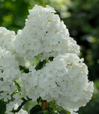 15 Phlox - Whipped Cream Seeds