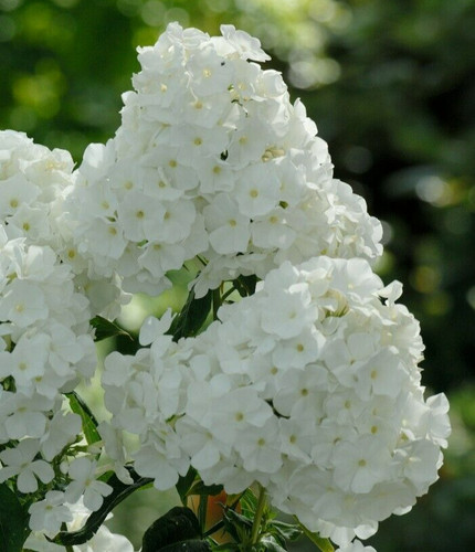 Phlox whipped cream seeds - 15,