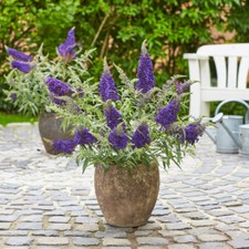 Buddleia 'Summer Bird Blue'. 9cm Plant x 2. Dwarf purple blue buddleja for pots