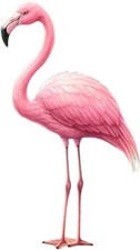 Colour Pink Flamingo Bird Wall