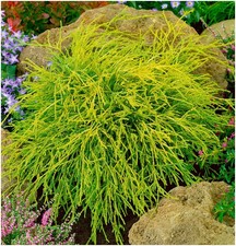 2 Litre | Dwarf Conifer