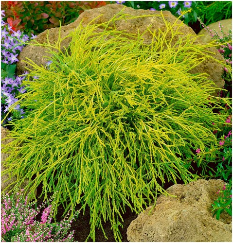Litre dwarf conifer - dwarf,