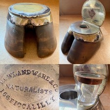 Rowland Ward & Co, 1880- 1890
