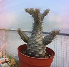 Pachypodium ssp. gracilius