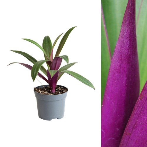 Tradescantia spath purple - tradescantia,