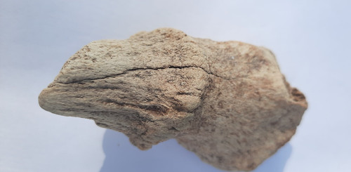 Bone valley bison horn - bone,