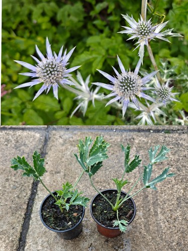 Eryngium bourgatii - , x2